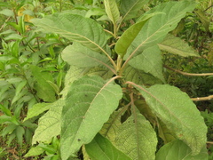 Verbesina arborea