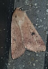 Australothis rubrescens