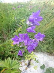 Campanula sibirica