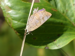 Arhopala eupolis