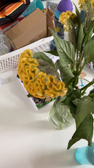 Spathiphyllum wallisii