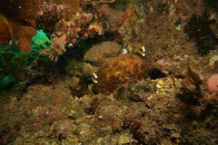 Austrodromidia octodentata