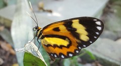 Placidina euryanassa