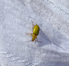 Cteniopus sulphureus