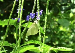 Catopsilia florella