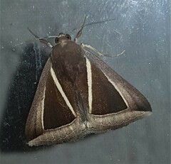 Chalciope alcyona