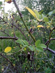 Rosa subcanina