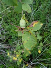 Rosa subcanina