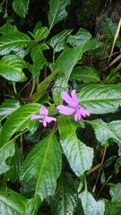 Impatiens kinabaluensis