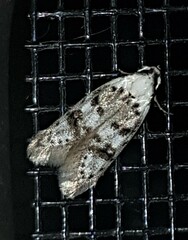 Scatochresis innumera