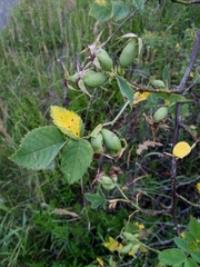 Rosa subcanina