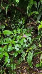 Impatiens kinabaluensis