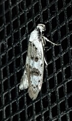 Scatochresis innumera