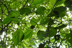 Lycianthes