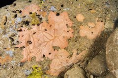 Spirastrella cunctatrix