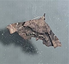 Esthlodora variabilis