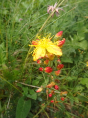 Hypericum linarioides