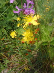 Hypericum linarioides