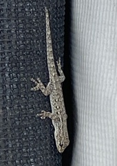 Lygodactylus capensis
