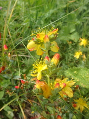 Hypericum linarioides