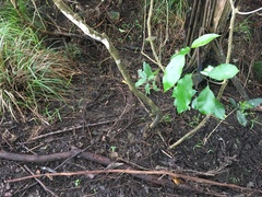 Melicytus ramiflorus