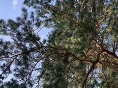 Pinus sylvestris