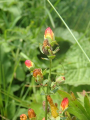 Hypericum linarioides