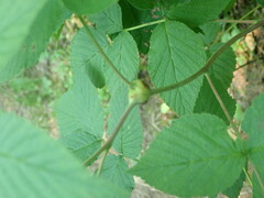 Lasioptera rubi