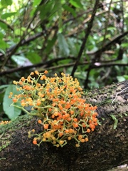 Urera caracasana