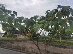 Handroanthus ochraceus