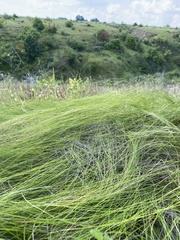 Stipa tirsa