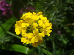 Alyssum trichostachyum