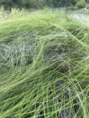 Stipa tirsa