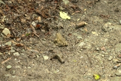 Bufo verrucosissimus
