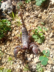 Scorpionoidea