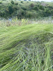 Stipa tirsa