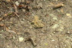 Bufo verrucosissimus