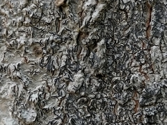 Graphis pulverulenta