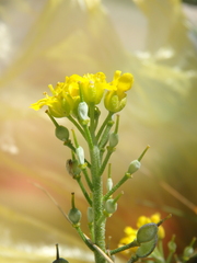Alyssum trichostachyum