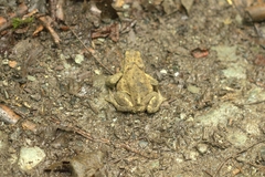 Bufo verrucosissimus