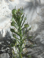 Alyssum trichostachyum