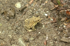 Bufo verrucosissimus