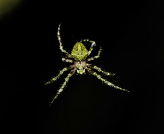 Novaranea courti