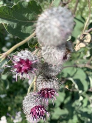 Arctium tomentosum