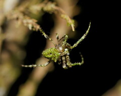 Novaranea courti