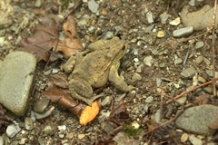 Bufo verrucosissimus