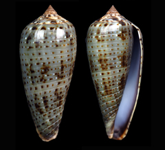 Conus cinereus
