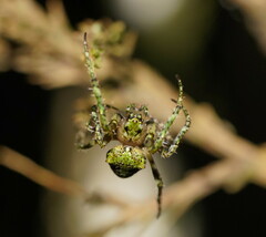 Novaranea courti