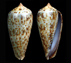 Conus cinereus