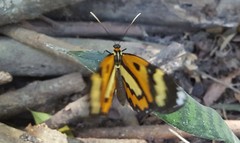 Placidina euryanassa